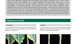 Minor pests of Brassicas